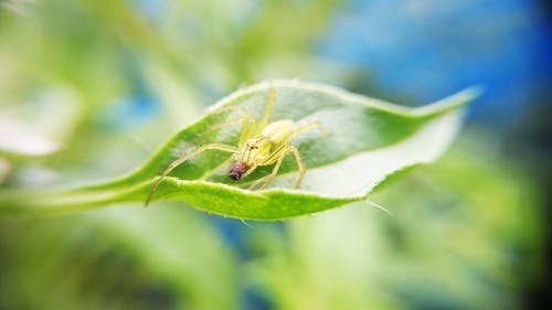 绿色植物叶上的绿色蜘蛛 · 免费素材图片