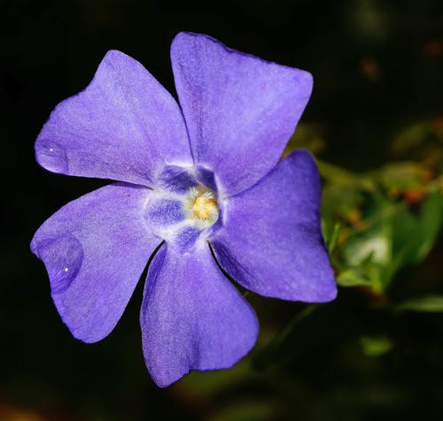 紫色5花瓣花 · 免费素材图片