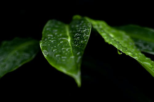 露水在绿叶 · 免费素材图片