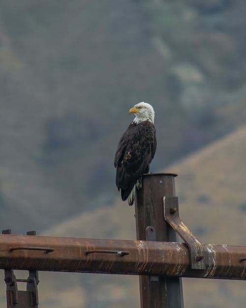 秃头鹰的浅焦点照片 · 免费素材图片
