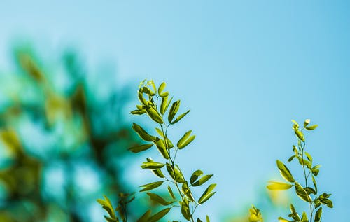 绿色的植物叶子和模糊的天空 · 免费素材图片