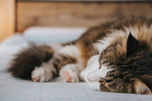 可爱的蓬松猫在房子的舒适床上打cozy · 免费素材图片