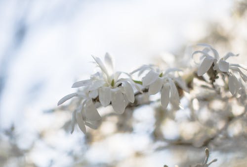 白天的白色花瓣花 · 免费素材图片