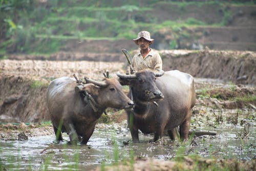 有关carabaos, 下田, 人的免费素材图片