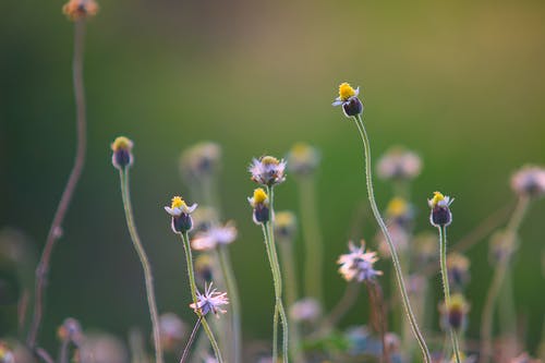 黄色和紫色的花瓣花的选择性摄影 · 免费素材图片