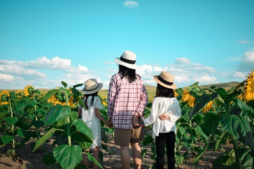 有关向日葵, 向日葵田, 女人的免费素材图片