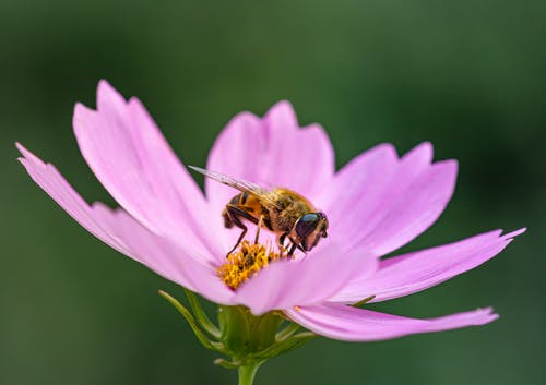 蜜蜂在花上 · 免费素材图片