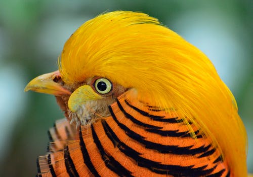 黄色黑色和橙色鸟头 · 免费素材图片