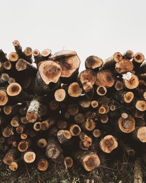 切碎的树林照片 · 免费素材图片