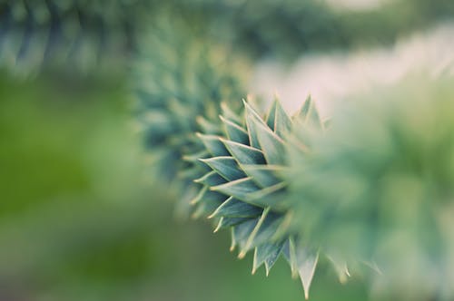 绿色的肉质植物，在关闭了摄影 · 免费素材图片