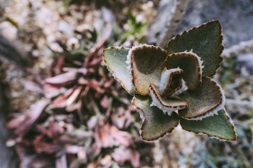 绿叶植物的选择性聚焦照片 · 免费素材图片