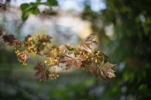 棕叶植物 · 免费素材图片