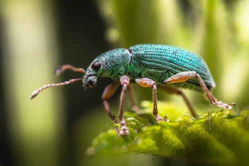 绿甲虫的选择性聚焦摄影 · 免费素材图片
