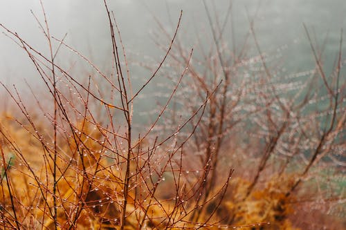 有关分支机构, 雨, 雨滴的免费素材图片