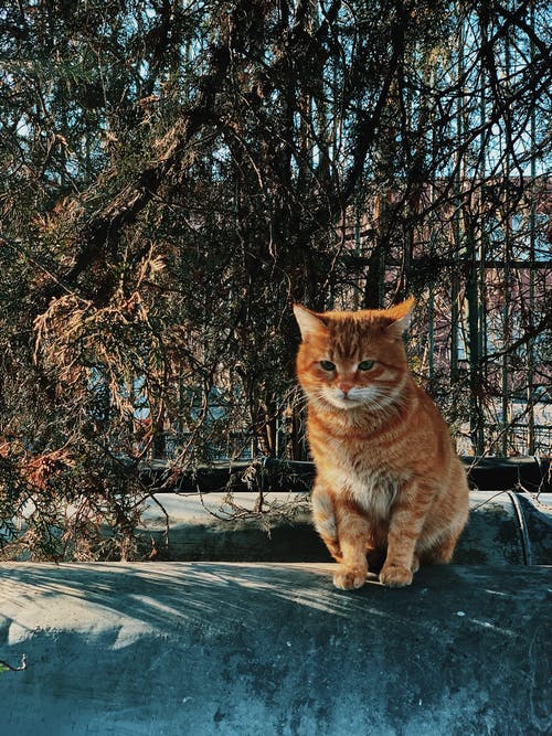 坐在灰色的水泥地板上的橙色虎斑猫 · 免费素材图片