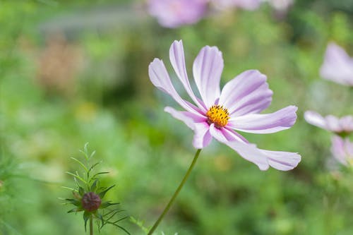 紫色和黄色8花瓣花 · 免费素材图片