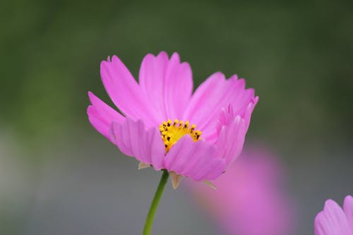 粉色花瓣花 · 免费素材图片