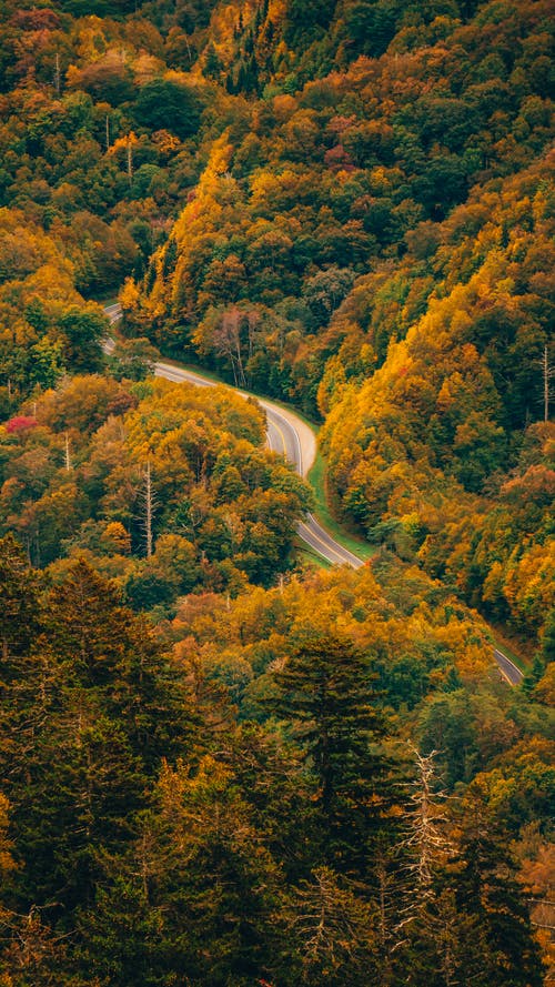 树木之间的窄路 · 免费素材图片