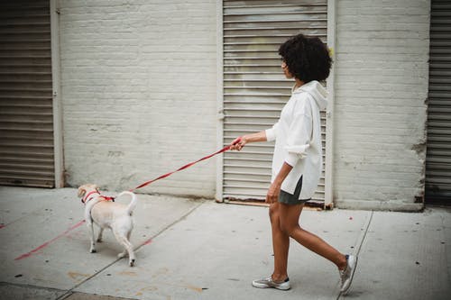 不露面的女人与狗在皮带上行走 · 免费素材图片