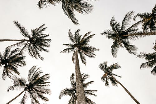 低角度摄影的棕榈树 · 免费素材图片
