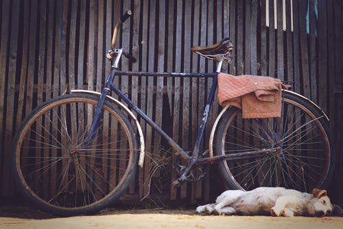 黄色拉布拉多犬旁边的蓝色扁平自行车 · 免费素材图片