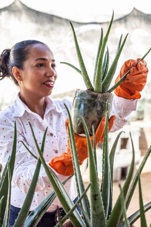 拿着植物的白色礼服衬衣的妇女 · 免费素材图片