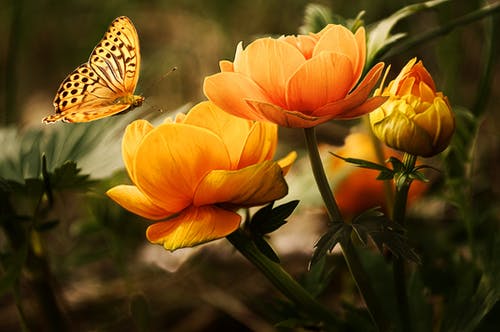 橙花与蝴蝶 · 免费素材图片