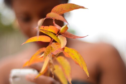 绿叶植物 · 免费素材图片