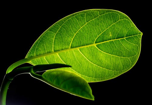 绿色扁长方形叶植物在关闭了摄影 · 免费素材图片