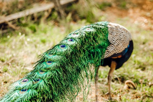 蓝绿色和棕色孔雀 · 免费素材图片