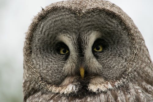 有关乌拉尔猫头鹰, 凝视, 动物的免费素材图片