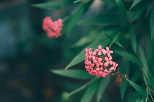 在daytie期间，绿叶附近的粉红flowres室外 · 免费素材图片