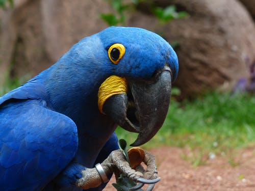 蓝色和黄色的毛茸茸的鸟 · 免费素材图片