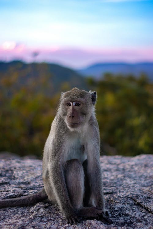 猴子的浅焦点摄影 · 免费素材图片
