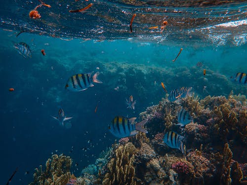 珊瑚礁附近的海洋动物照片 · 免费素材图片