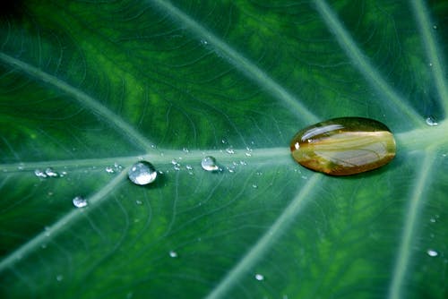 绿叶植物上的水滴 · 免费素材图片