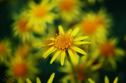 黄色和橙色的花瓣花 · 免费素材图片