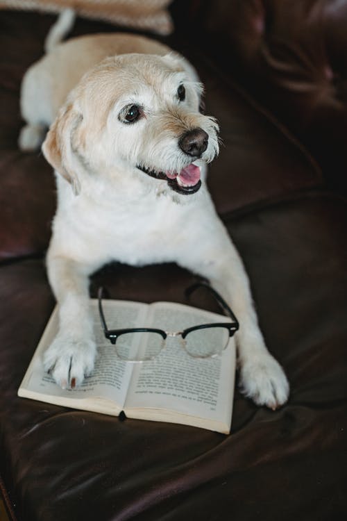 可爱的狗躺在沙发上的书 · 免费素材图片