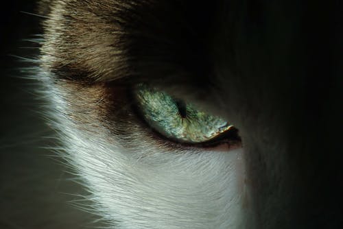 蓝白猫眼 · 免费素材图片