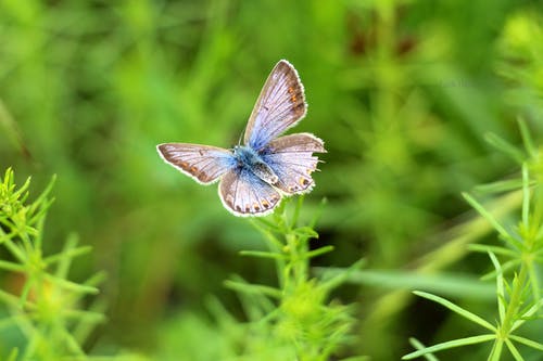 灰色和蓝色的蝴蝶 · 免费素材图片