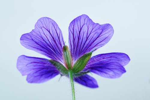 绿色和5瓣紫色花 · 免费素材图片