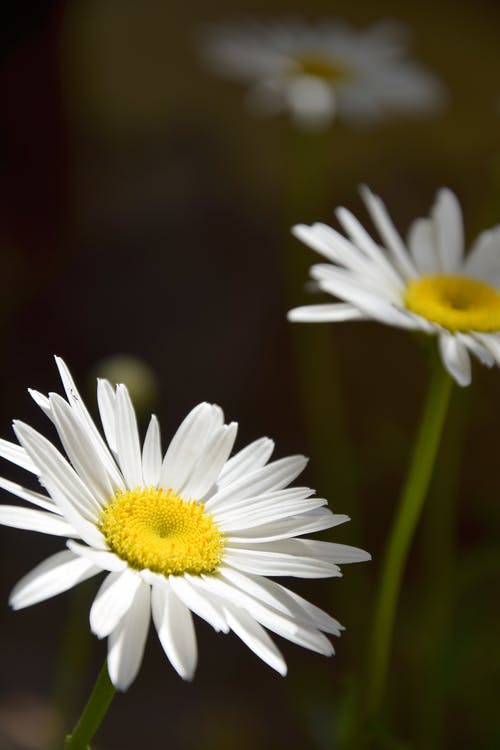 盛开的白色雏菊的选择性聚焦照片 · 免费素材图片