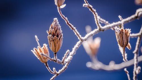 白天棕色花簇 · 免费素材图片