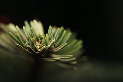 绿叶植物 · 免费素材图片