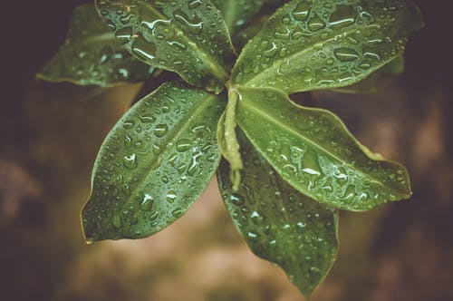 绿色植物上的显微摄影 · 免费素材图片