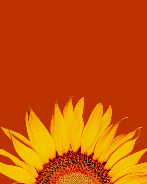有关orange_background, 垂直拍摄, 太阳花的免费素材图片