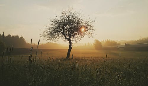 黄金时段树和草的剪影照片 · 免费素材图片