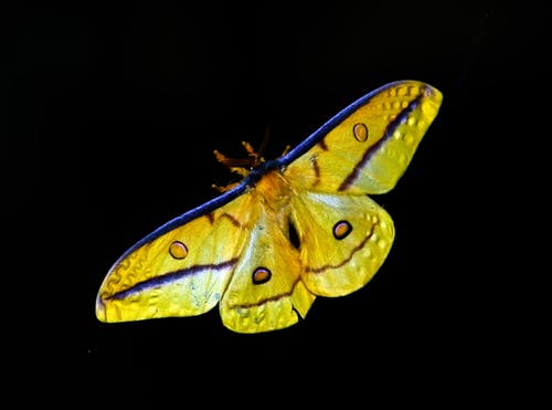 黄色和蓝色的蝴蝶 · 免费素材图片