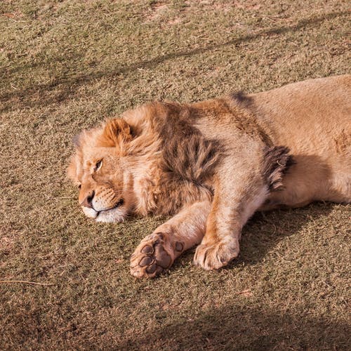 躺在地上的棕狮 · 免费素材图片