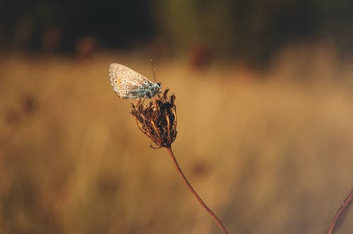 蓝蝴蝶站在棕色的花蕾上 · 免费素材图片